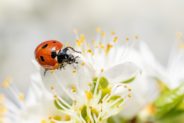 ladybug-4125852_1920